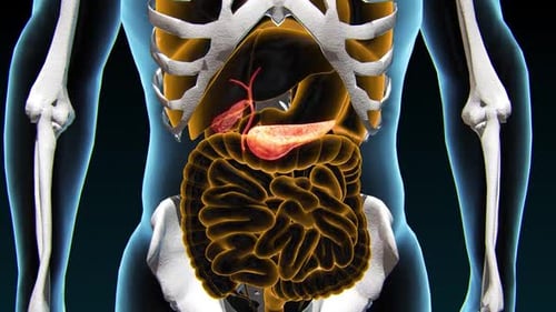3D Animation of Human Anatomy Featuring Pancreas and Gallbladder