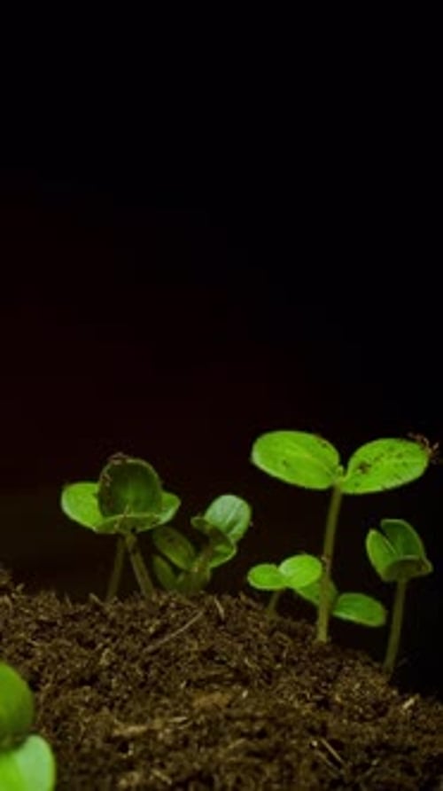 Seedlings Sprout and Grow in Time Lapse
