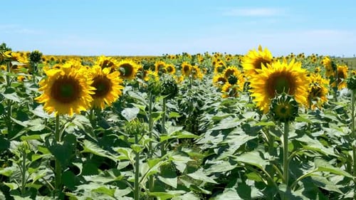 Sunflower field with many sunflowers covering the horizon.
