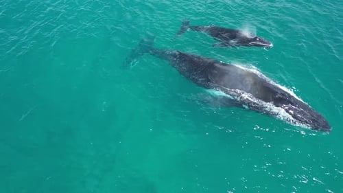 Humpback whales blow water from blowholes while swimming. Aerial drone view and Slow-motion