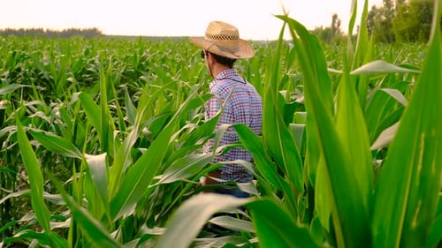 Farmer in a Corn Field Selective Focus