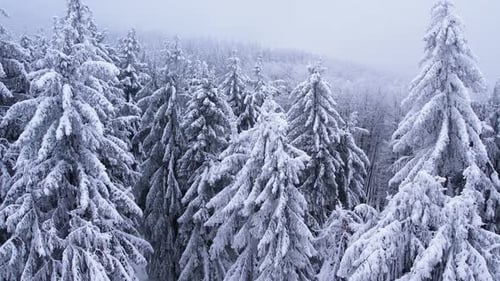 Aerial of Pine Trees Covered in Frost in a Snowy Forest in Winter