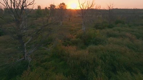 River Forest Sunset Dawn Sun Jungle Nature Lake Water Tree