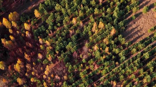 Autumn forest with colorful trees