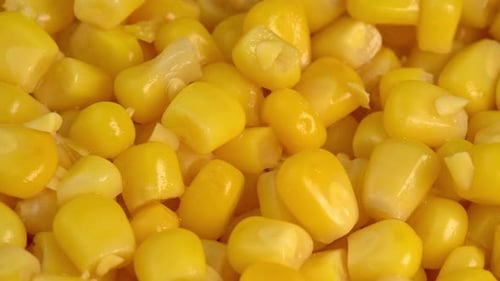 Sweet corn kernels macro rotate like a background. Ingredient for mexican salad filled