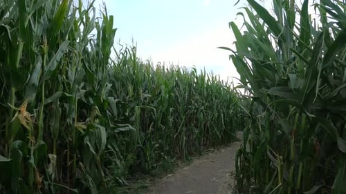 Halloween Corn Field Maze. POV action shot in 4K.