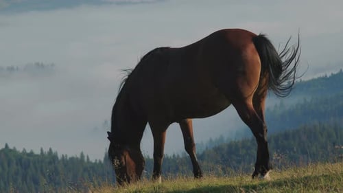 Horse Grazing in a High Mountain Meadow