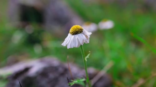 A static shot of a small white with yellow wildflower blowing in the wind with a mountain meadow blu