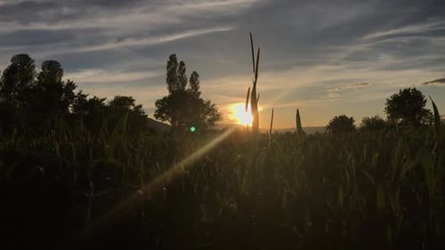 Gras und Sonne