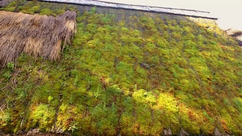 Moss on the Thatched Roof Selective Focus
