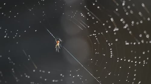 Spiderweb gets splashed with water in the morning. video