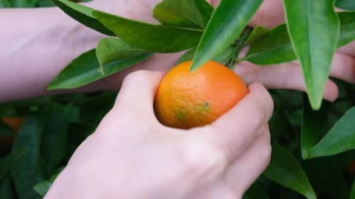 Hands Picking Orange Fruit from Tree Branch