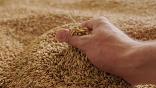 Hand Scooping Grains in Golden Barley Pile