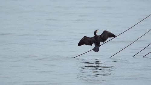 View behind great cormorant bird perching on cable in the water with wings open. wide