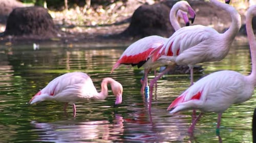 Flock of Flamingos Wading in a Pond