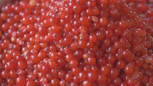 Close-Up Of Harvested Redcurrant Red-Currant Berries.
