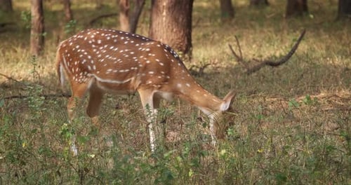 Une femelle chital ou cerf tacheté paissant dans le parc national de Ranthambore, au Rajasthan, en Inde
