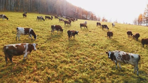 Cattle Grazing Peacefully in a Tranquil Autumn Meadow at Sunset