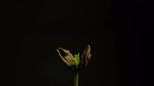 Growing plant rising from a seed time lapse 4k footage.