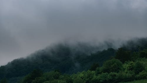 Misty mountain landscape with green forest Dense fog covering the mountain Nature scene. Nature time