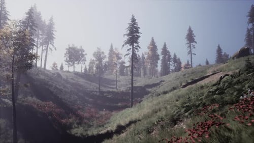 Evergreen Fir Trees with Cones Peaks of French Alps Mountains