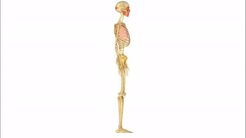 3D Animated Human Skeleton with Highlighted Arm Muscles Medical Illustration