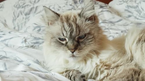 Fluffy Cat Resting on Bed in Home
