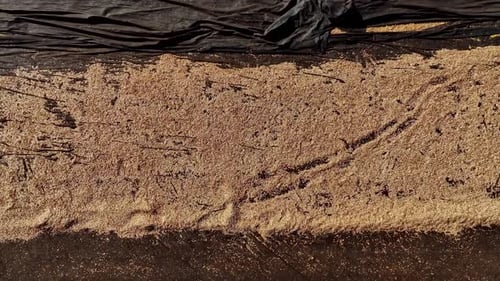 Watermelon seeds drying in a field, Aerial view