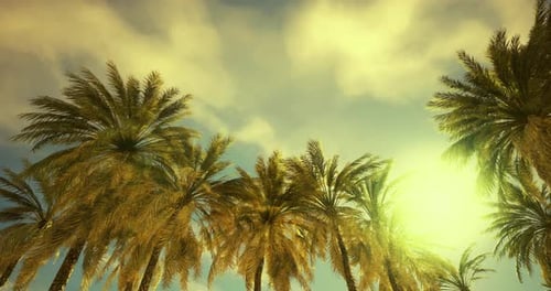 Swaying Palm Trees under Sunny Sky