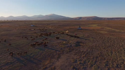 Aerial view of wild horses grazing at sunset, Turkey.