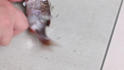 A Man Cleans The River Fish With A Knife. For Drying In The Oven. Close Up.