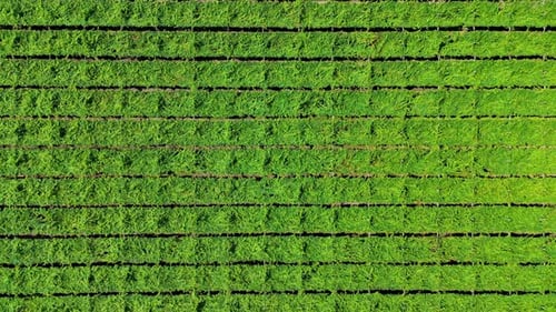 Camera moving forward over vineyard crop rows