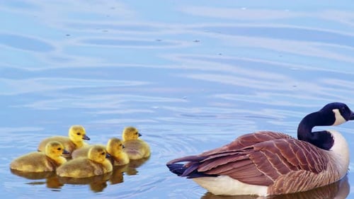 Goose and goslings swimming in water