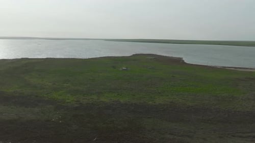 Nesting Colony of Curlew Pelicans and Big Cormorants Wild Birds Incubating Eggs on Nests Slow Motion