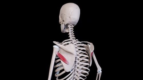 3D Human Skeleton with Highlighted Muscles Rotating Anatomy