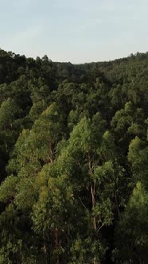 Vidéo verticale d'arbres forestiers denses aériens