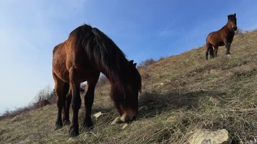 Wildes braunes Pferd weidet auf der Weide mit einem anderen Pferd, das im Hintergrund steht. Sonniger Tag, langsamer m