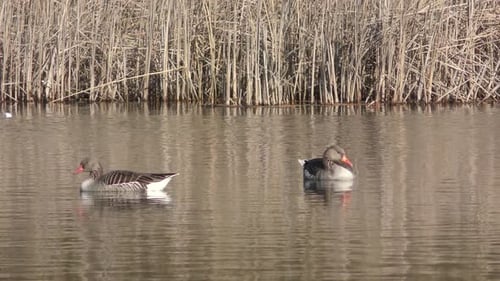 a pair of geese swims back and forth on a small lake