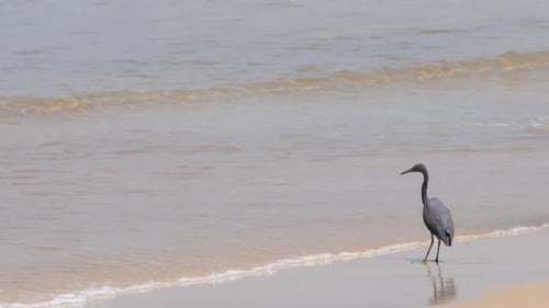 Grey Heron on the Seashore Thailand