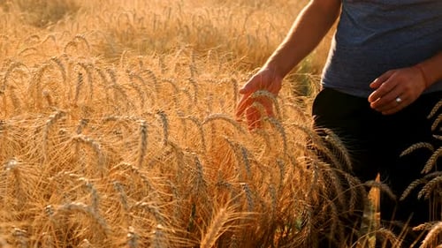 A Farmer in a Field of Wheat Checks Selective Focus