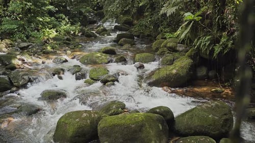 View from a wooden bridge above a river stream inside a rainforest amazon jungle with rocks and trop