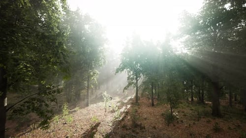 Forest Trees Nature Green Wood Sunlight View
