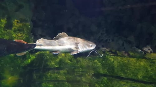 Redtail catfish (phratocephalus hemioliopterus) sleeping very close to the camera and then chased aw