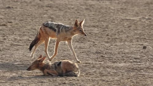 Ein Schwarzrückenschakal trabt durch den staubigen Boden an seinem Partner vorbei, der im Vordergrund liegt.