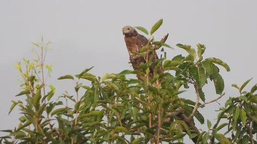 Vidéo Common Eagle dans un arbre UHD MP4 4k...