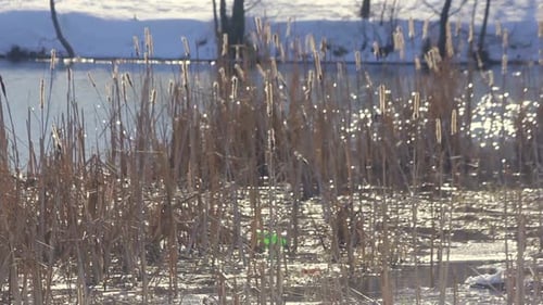 Dry reeds swaying gently on a winter lake in beautiful sunlight reflections