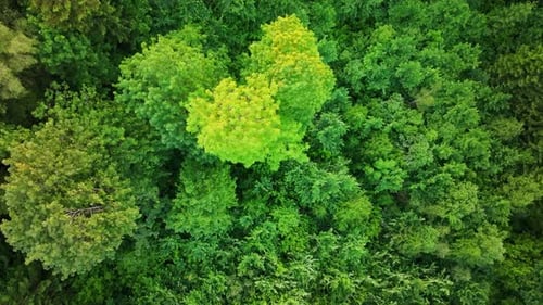 Lush untouched forest canopy from above in scenic summer wilderness