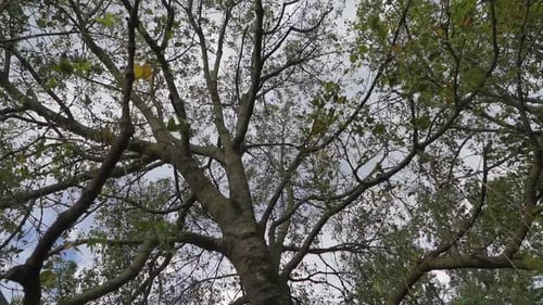Slow-motion low-angle view of tree.