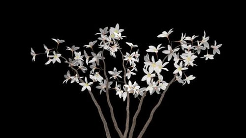 Bunch of Plumeria Frangipani - Blooming White Flowers CU - I - Alpha Channel