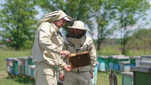 Dos apicultores adultos trabajan en el colmenar en verano.